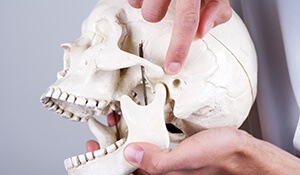 Skull model showing jaw joint connections